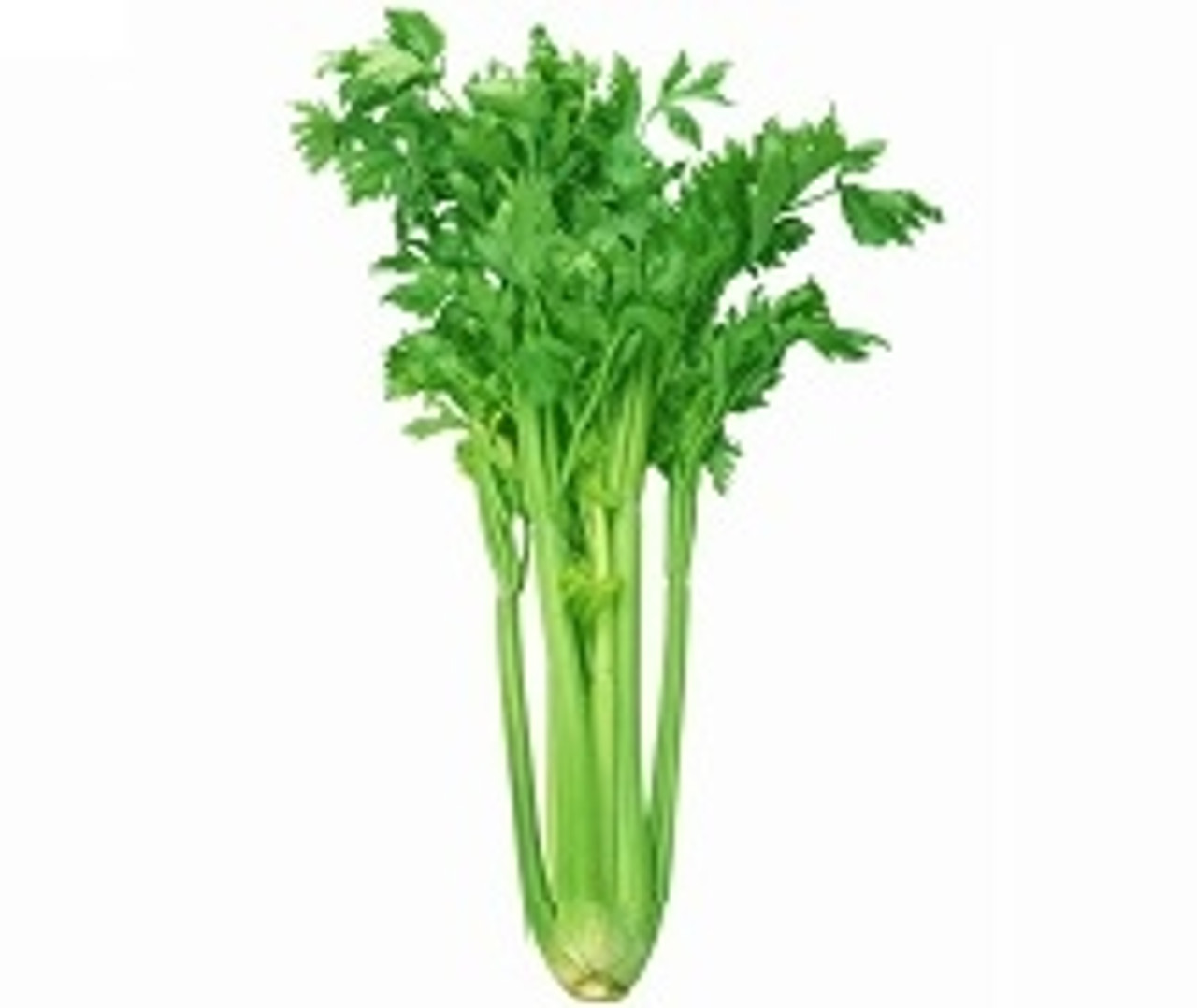 Celery